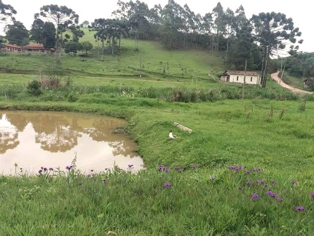 Lago cercado de mato verde dentro da propriedade